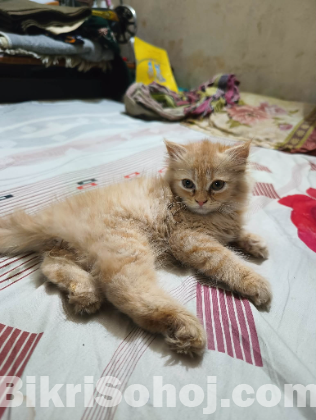 পার্শিন বিড়াল